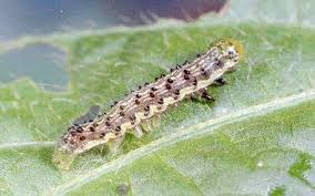 Heliothis en Espinacas y similares: Cómo se reconoce y se trata eficazmente