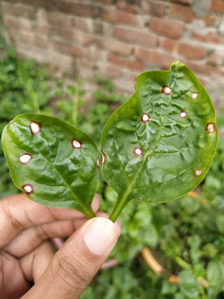 Viruela en espinacas y similares | idMicrobe