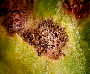 Septoria du céleri : comment la reconnaître et la traiter efficacement