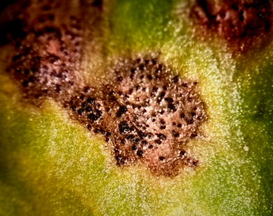 Septoria no aipo | idMicrobe