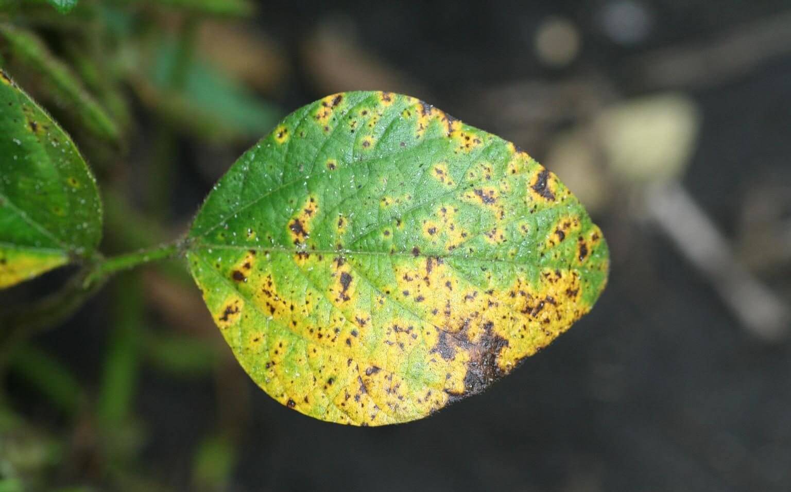 Danos causados pela queima das folhas e mancha roxa da semente na soja