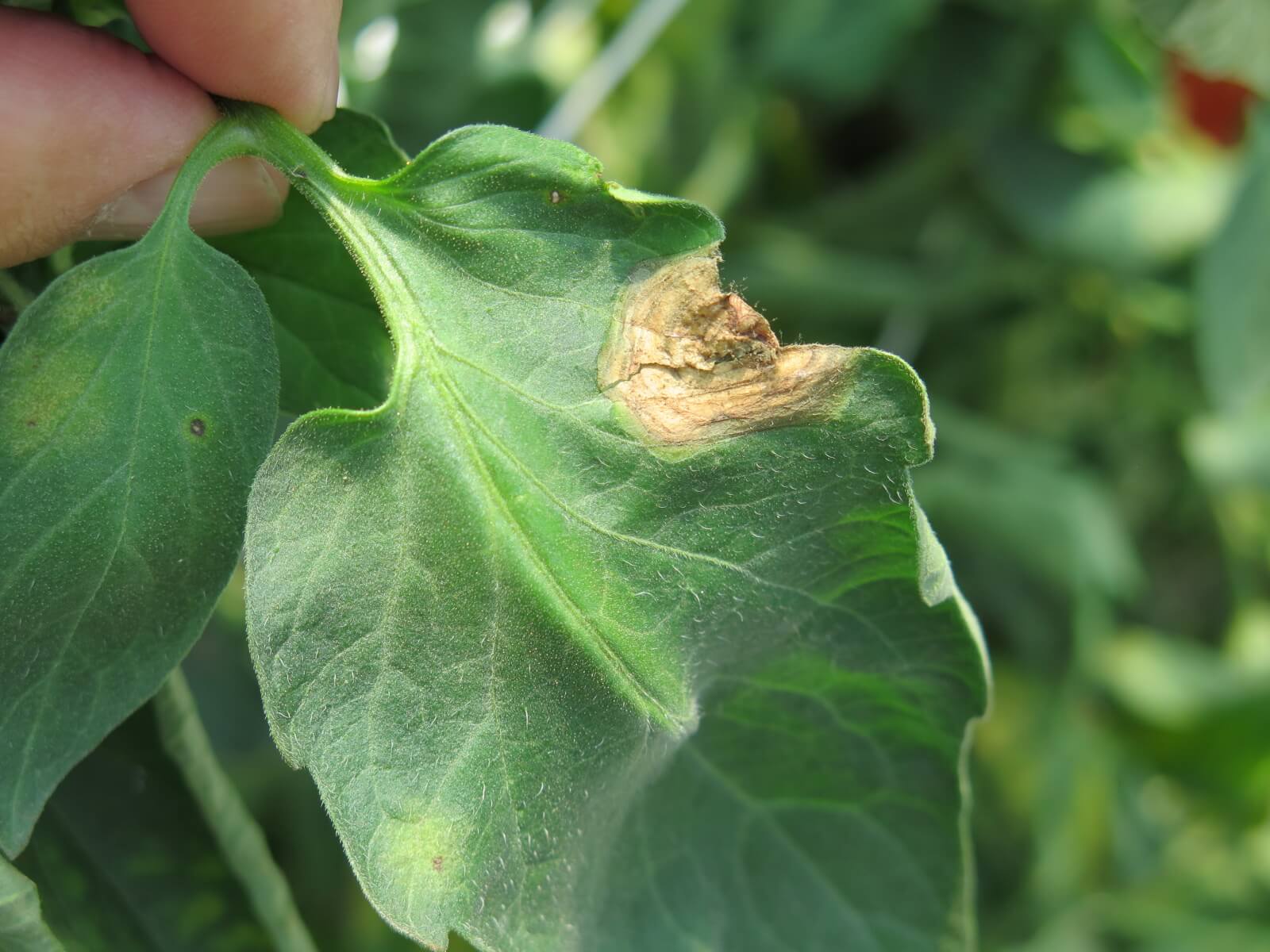 Podredumbre gris: qué es, cómo se origina y cómo eliminar de forma efectiva