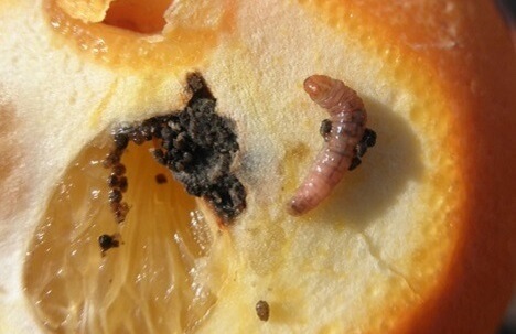 Falsa carpocapsa en naranjo | idMicrobe