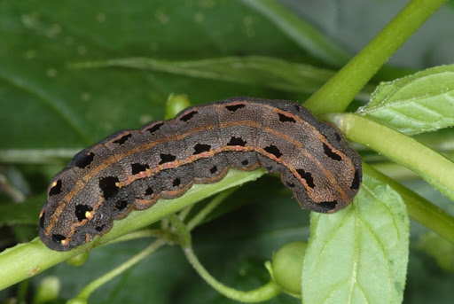 Black Bean or Prodenia in Sugar Beet: How to Recognize and Treat It Effectively