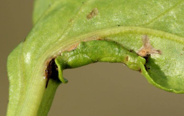 Dégâts causés par les mites sur les betteraves de table