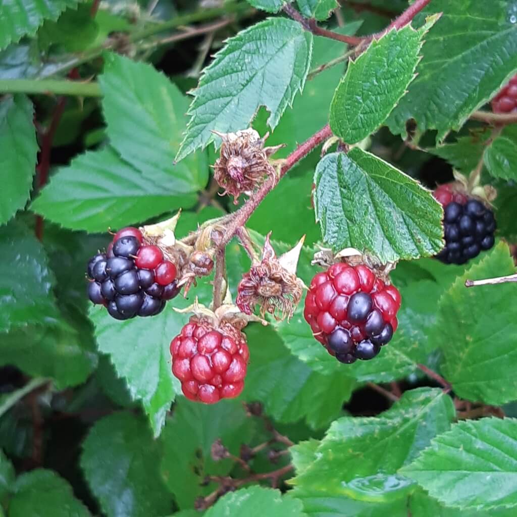 Red Berry Mite on Blackberries: How to Recognize and Treat It Effectively