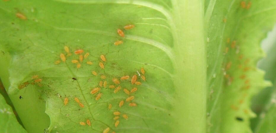 Aphid: Symptoms and damage in lettuce