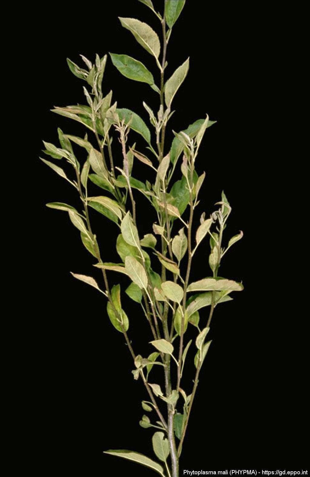 Phytoplasma or apple blossom | idMicrobe