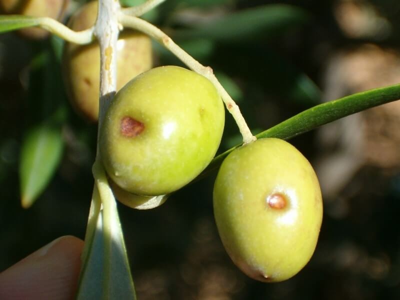 Cochenille de l'olivier : qu'est-ce que c'est, comment elle apparaît et comment l'éliminer efficacement