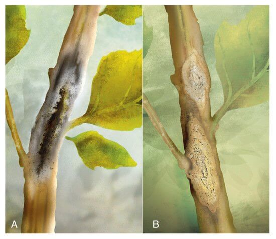 Mancha del tallo en quinoa | idMicrobe