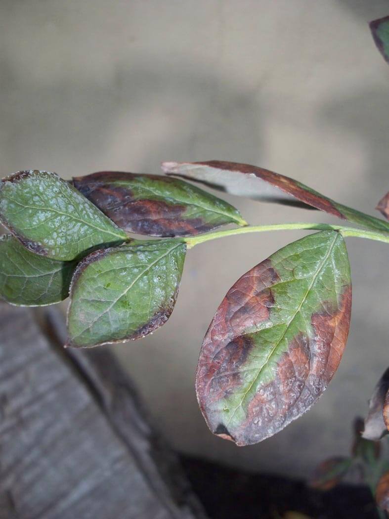 Leaf scorch on blueberries | idMicrobe