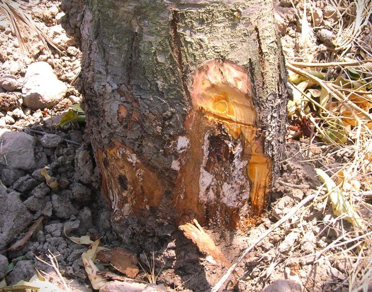 Daños causados por Armillaria, podredumbre de raíces o mal blanco de raíz en Manzano