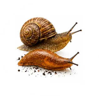 Caracoles y babosas
