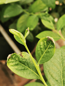 Deficiência de cálcio em plantas | idMicrobe