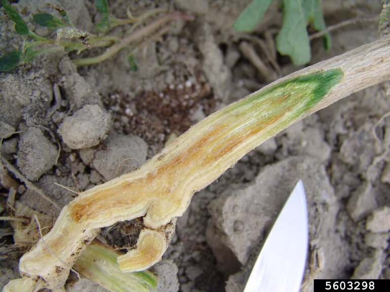 Marchitez por fusarium en Rábano: Cómo se reconoce y se trata eficazmente