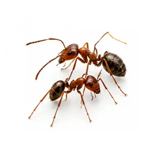 Hormigas