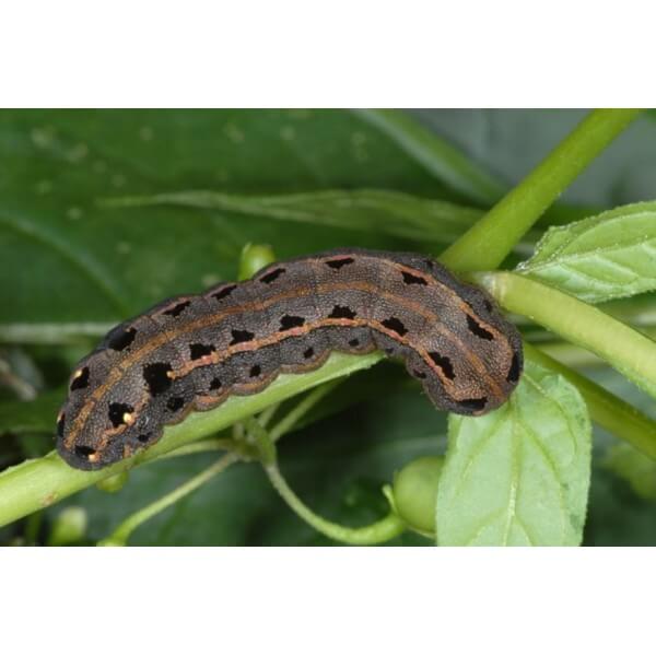 Daños causados por Rosquilla negra o Prodenia en Apio