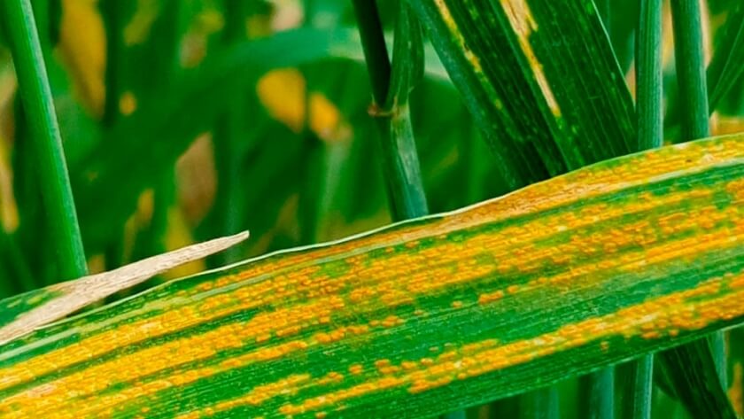Roya amarilla en trigo | idMicrobe