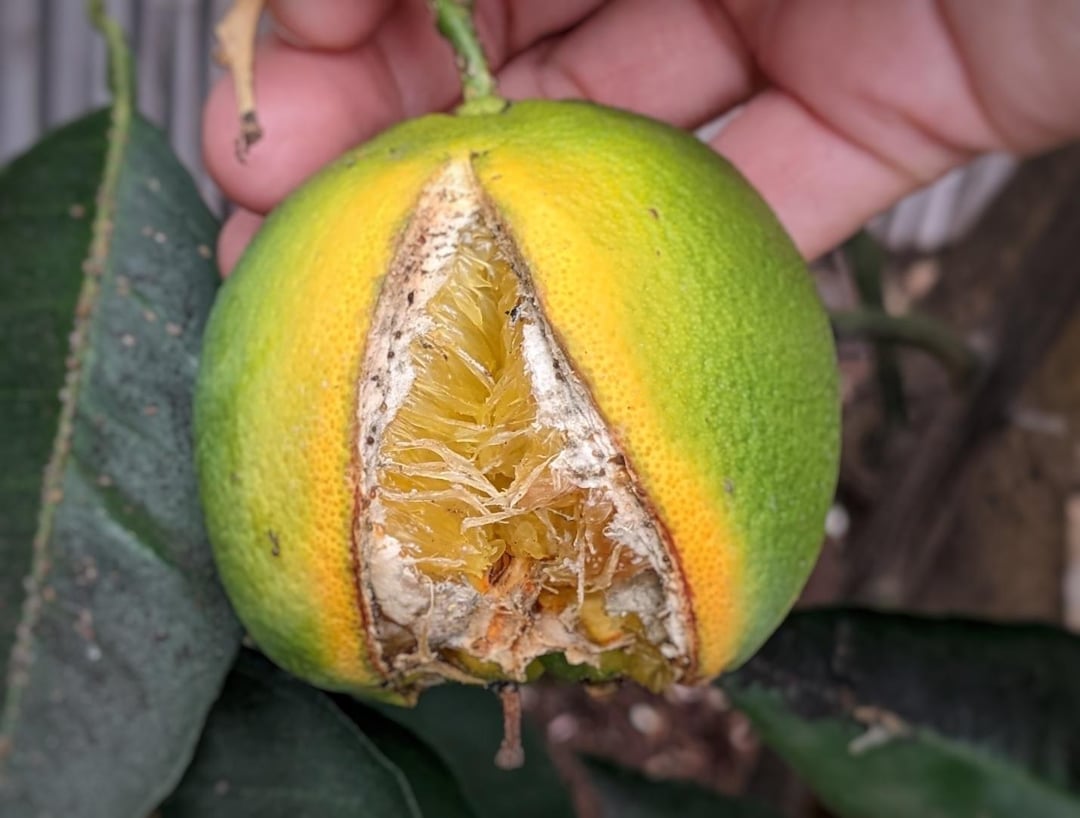 Fruto afectado por estrés hídrico con síntomas de deshidratación y agrietamiento