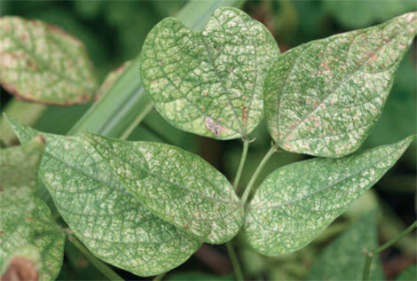 Cómo reconocer y combatir araña roja en plantas ornamentales