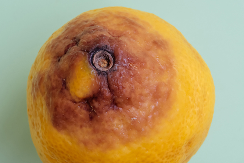 Aguado: Síntomas, daños y soluciones en frutos