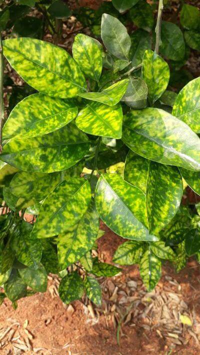 Virus de la mosaïque des agrumes | idMicrobe