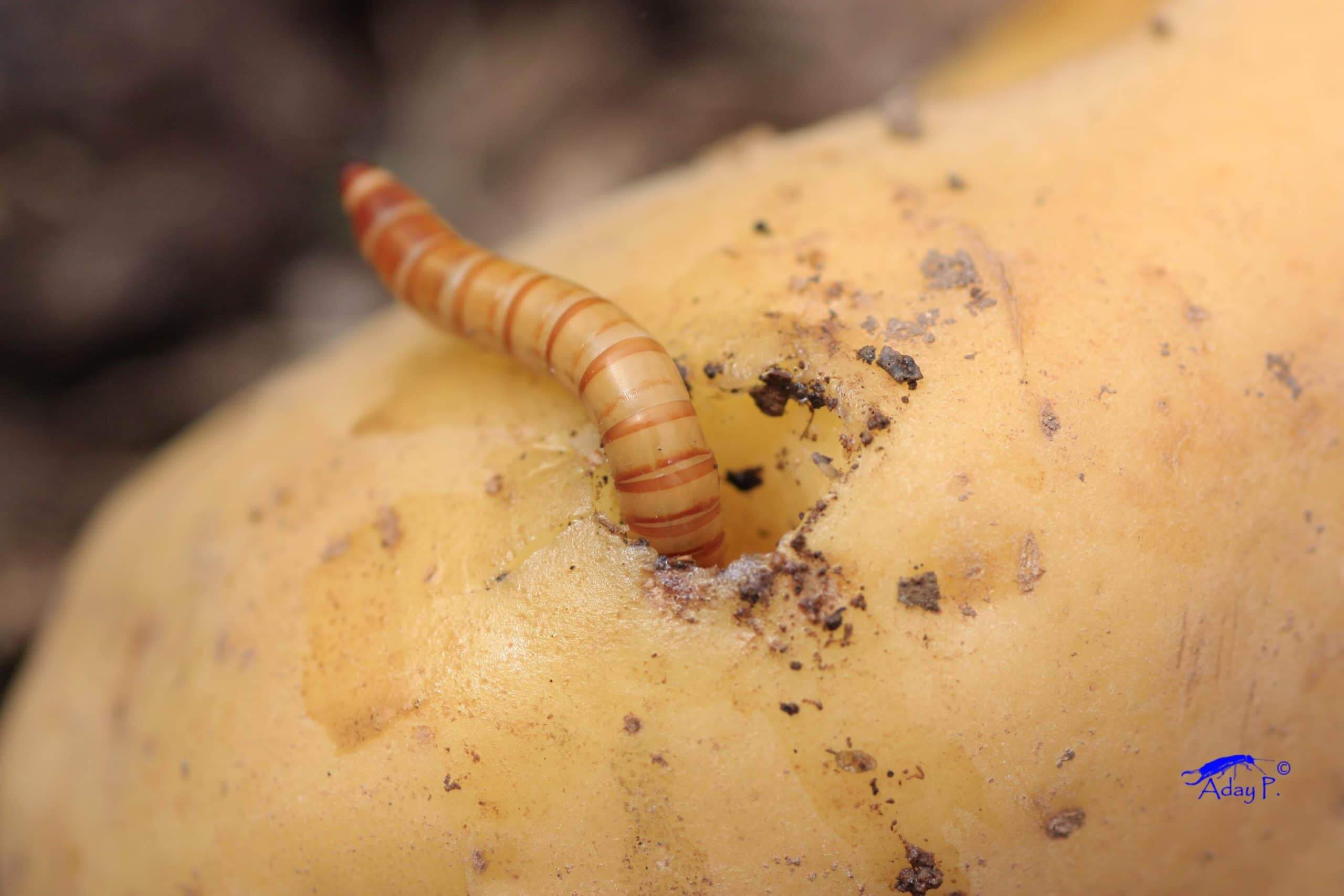 Verme-arame na batata | idMicrobe