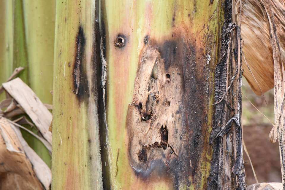 Charançon noir du bananier dans les bananeraies : comment le reconnaître et le traiter efficacement