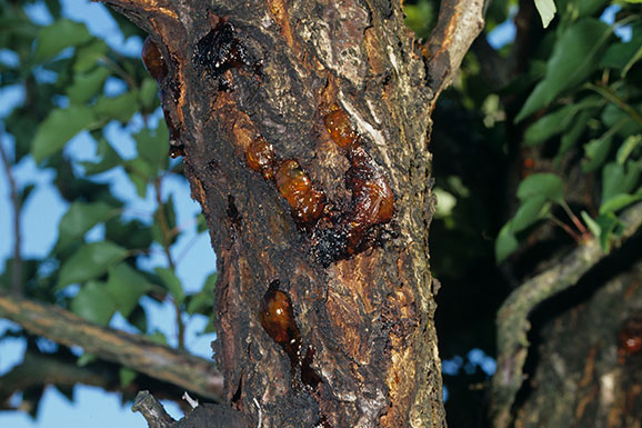 Bacterial canker: what it is, how it originates, and how to eliminate it effectively