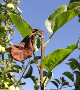 Papillon oriental sur abricotier : comment le reconnaître et le traiter efficacement