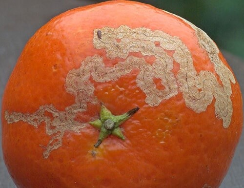 Minador de los cítricos en naranjo | idMicrobe