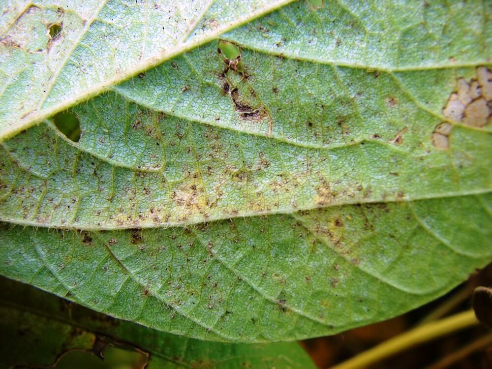 Ferrugem asiática: sintomas e danos na soja