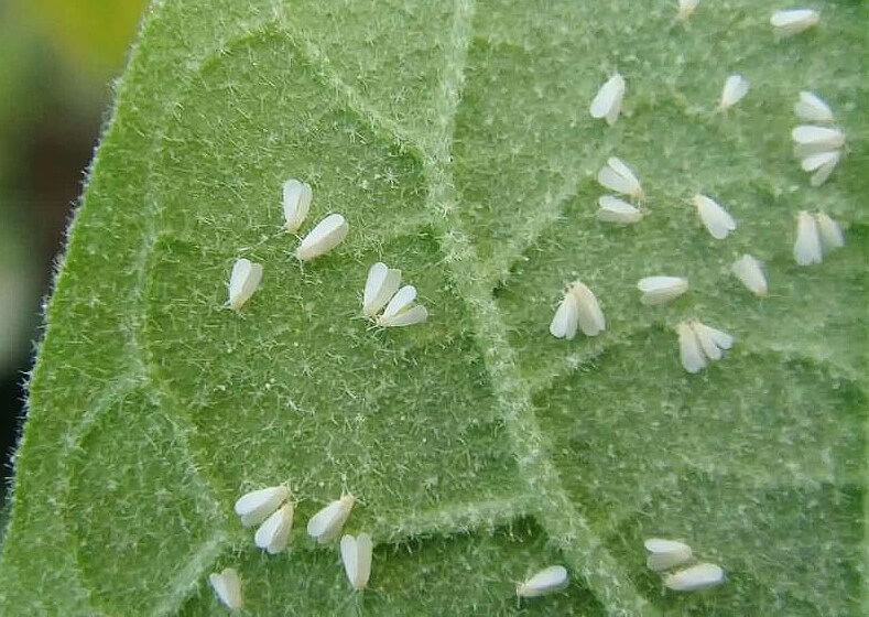 Mosca-branca: sintomas e danos à acelga