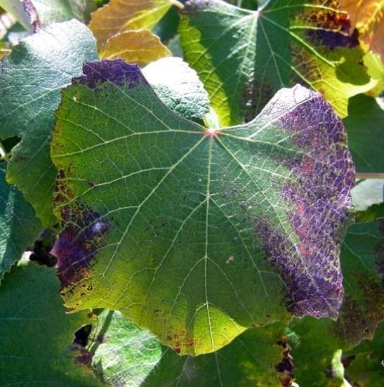 Carence en phosphore chez les plantes : symptômes et dommages visibles sur les cultures