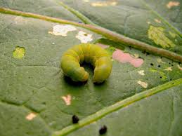 Beignet vert ou Gardama sur betterave : comment le reconnaître et le traiter efficacement