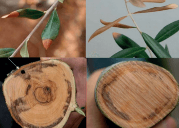 Xylella ou Ebola oliva: o que é, como se origina e como eliminá-lo eficazmente.