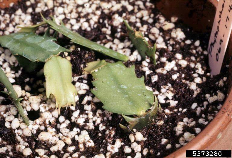 Podredumbre del cuello en cactus | idMicrobe