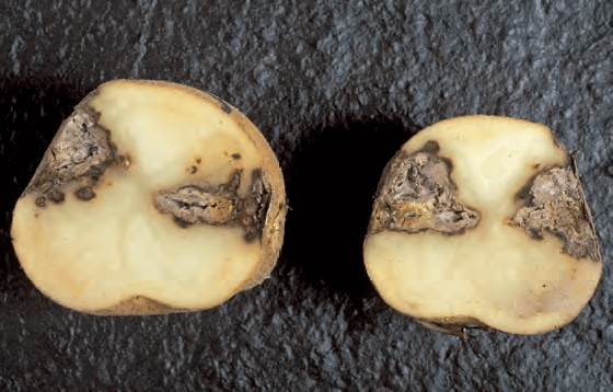 Dry rot: what it is, how it occurs, and how to eliminate it effectively