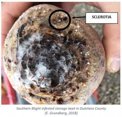 Mal del esclerocio: Síntomas y daños en Patata