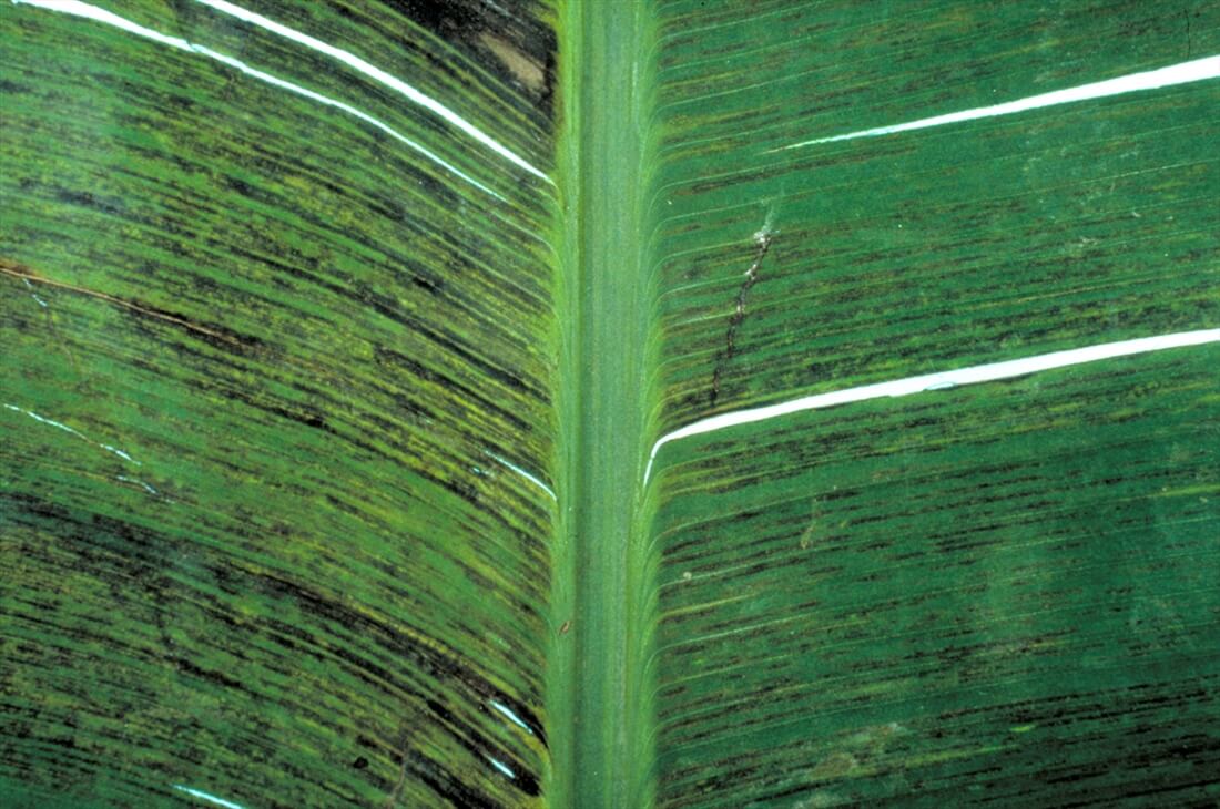 Comment reconnaître et combattre le virus de la striure nécrotique du bananier (BSV)