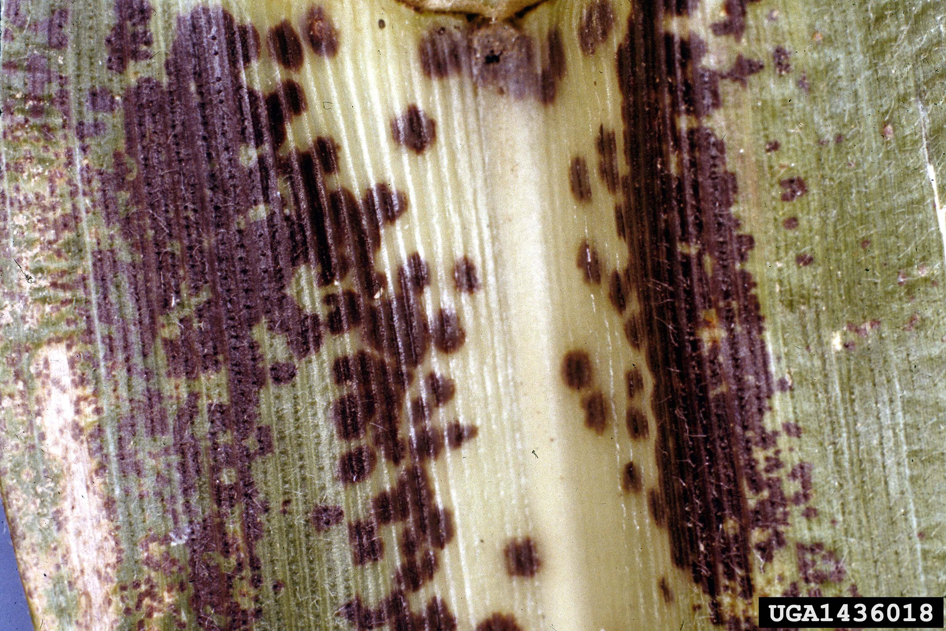 Daños causados por Mancha parda en Maíz