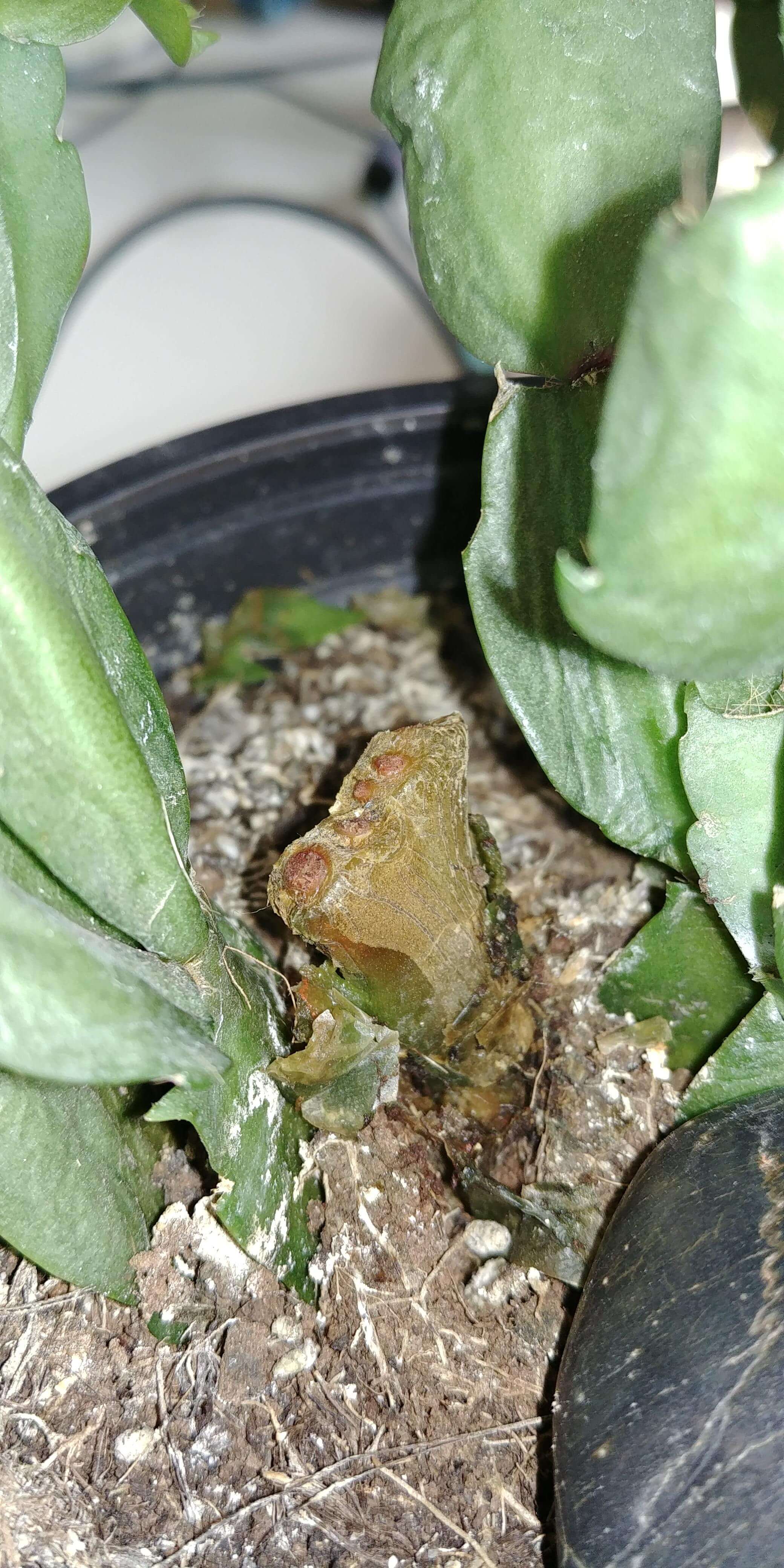 Podredumbre del cuello: Síntomas y daños en Cactus