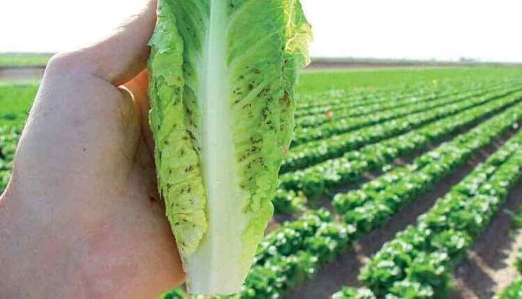 How to recognize and combat aphids on lettuce