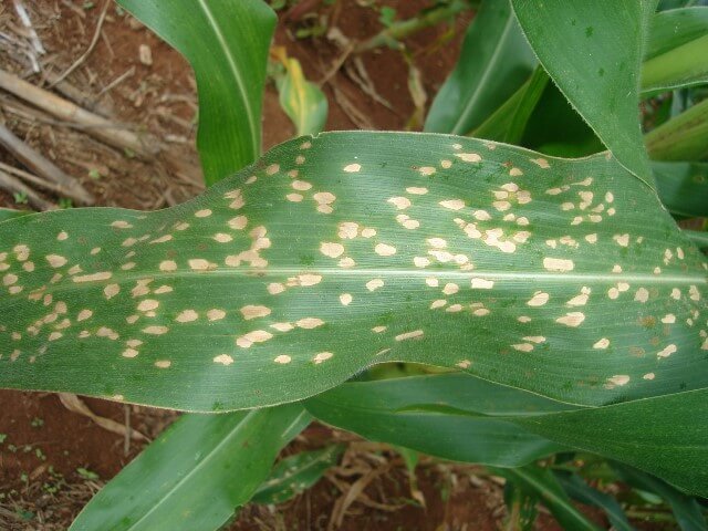 Mancha foliar de Phaeosphaeria no milho | idMicrobe