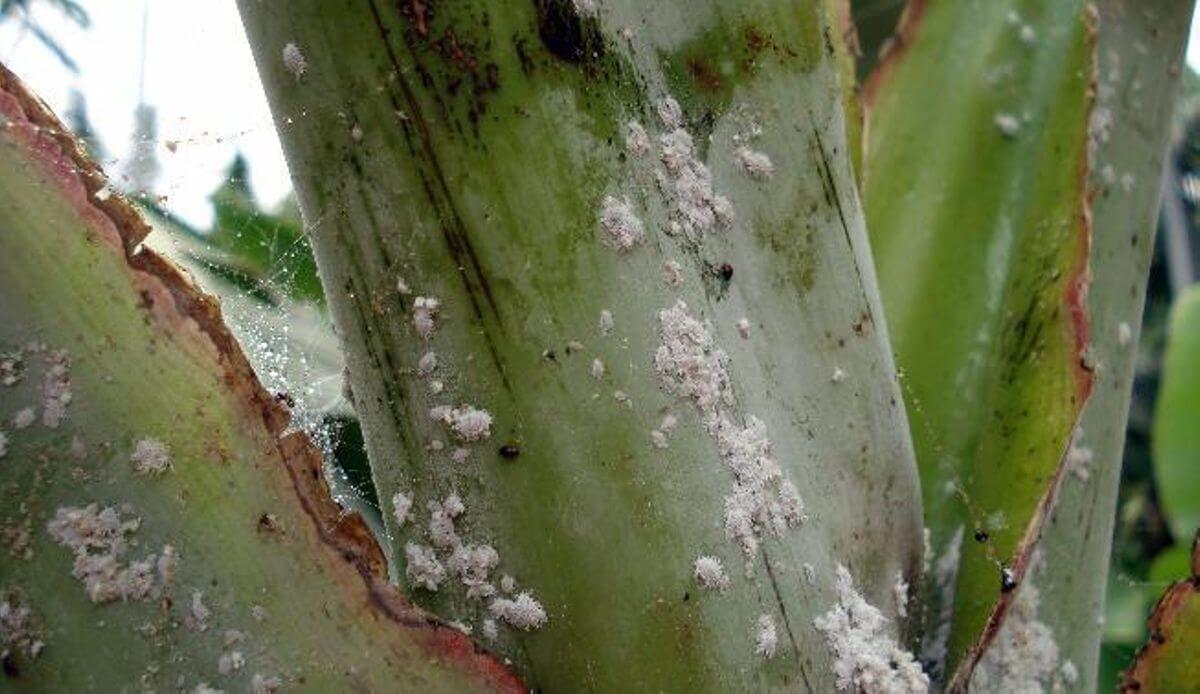 Mealybugs: what they are, how they originate, and how to eliminate them effectively