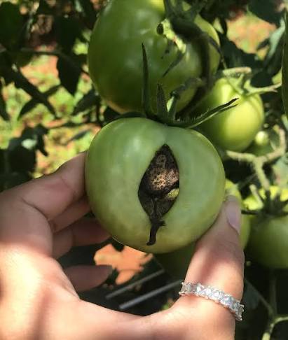 Fruit with symptoms of boron deficiency and developmental deformities