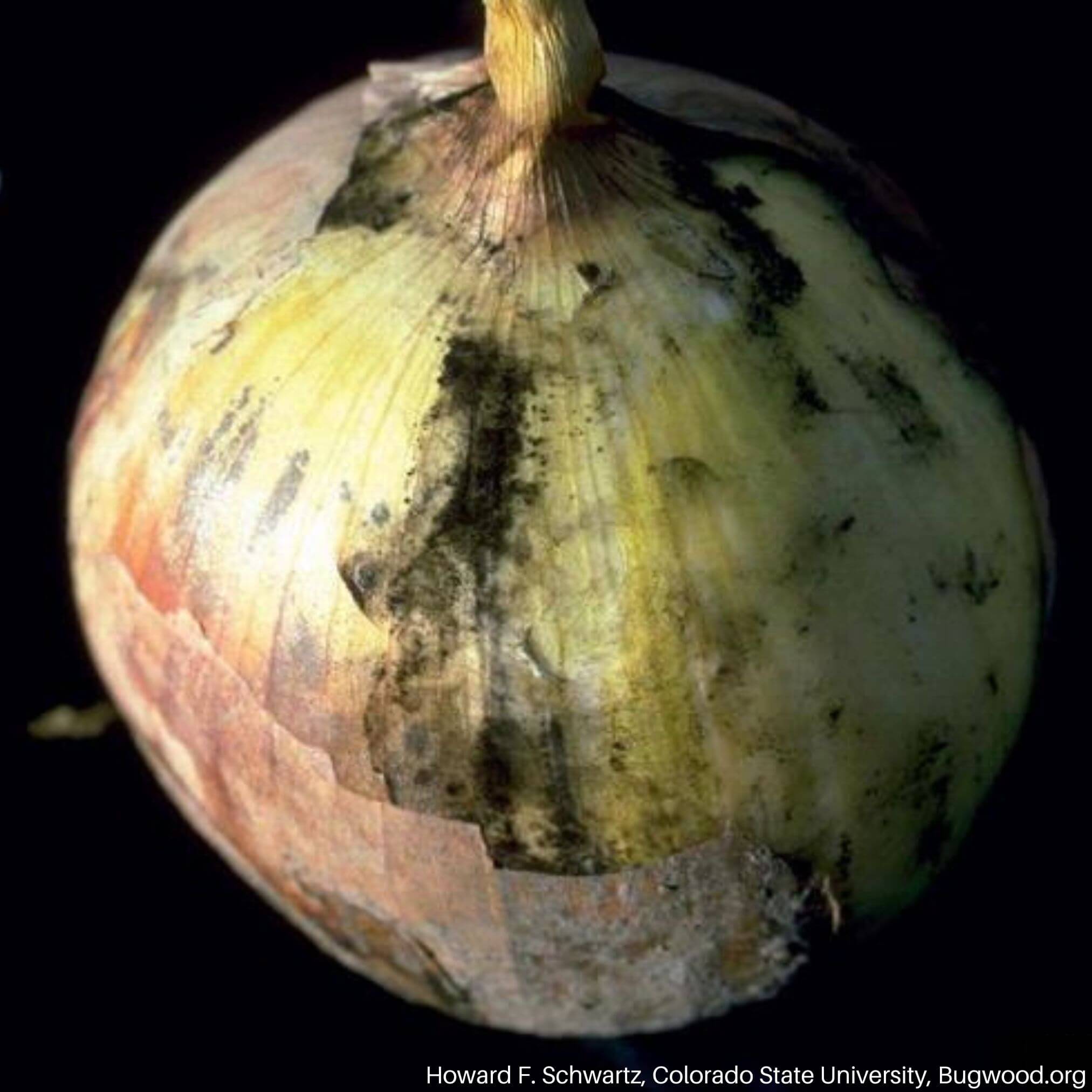 Moho negro de la cebolla: Síntomas y daños en Cebolla