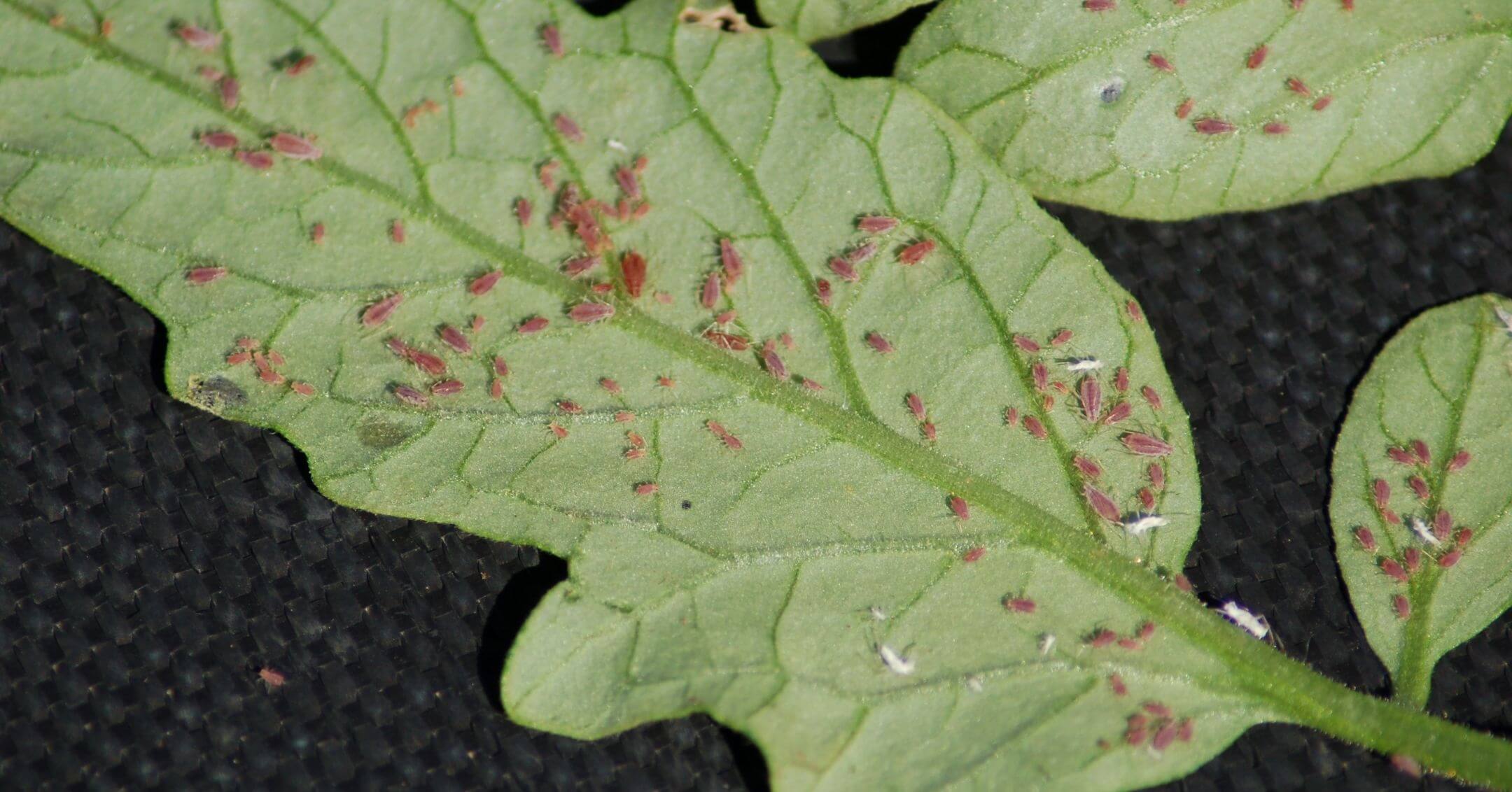 Pulgão: Sintomas e danos em tomates