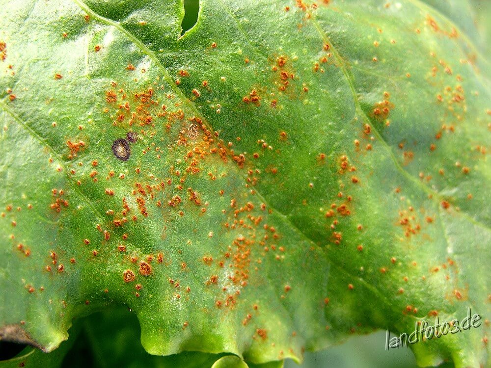 Dégâts causés par la rouille sur les betteraves de table