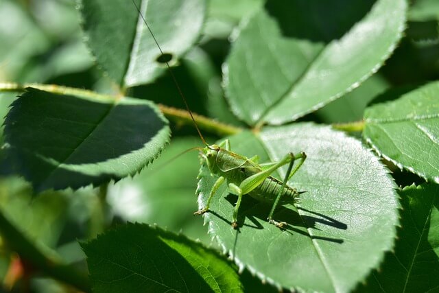 Sauterelles : symptômes et dégâts sur les plantes décoratives de jardin et/ou d'intérieur